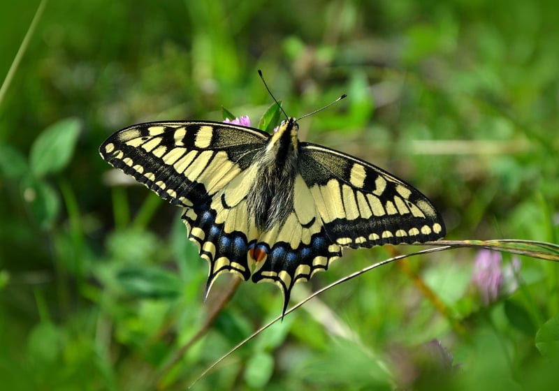 Butterfly Effect Image